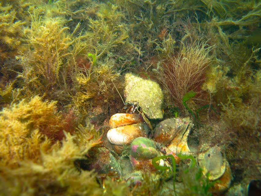 Hermit crab, Pagurus berhardus, in dogwhelk shell, Nucella lapillus