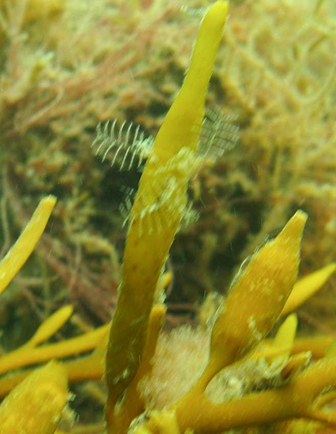 Hydroid, Aglaophenia pluma, on sea oak, Halidrys siliqua