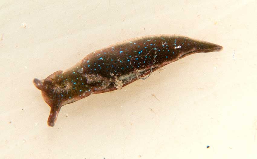 Juvenile sea hare, Aplysia punctata