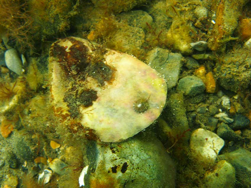 Limpet, Patella vulgata on cobble