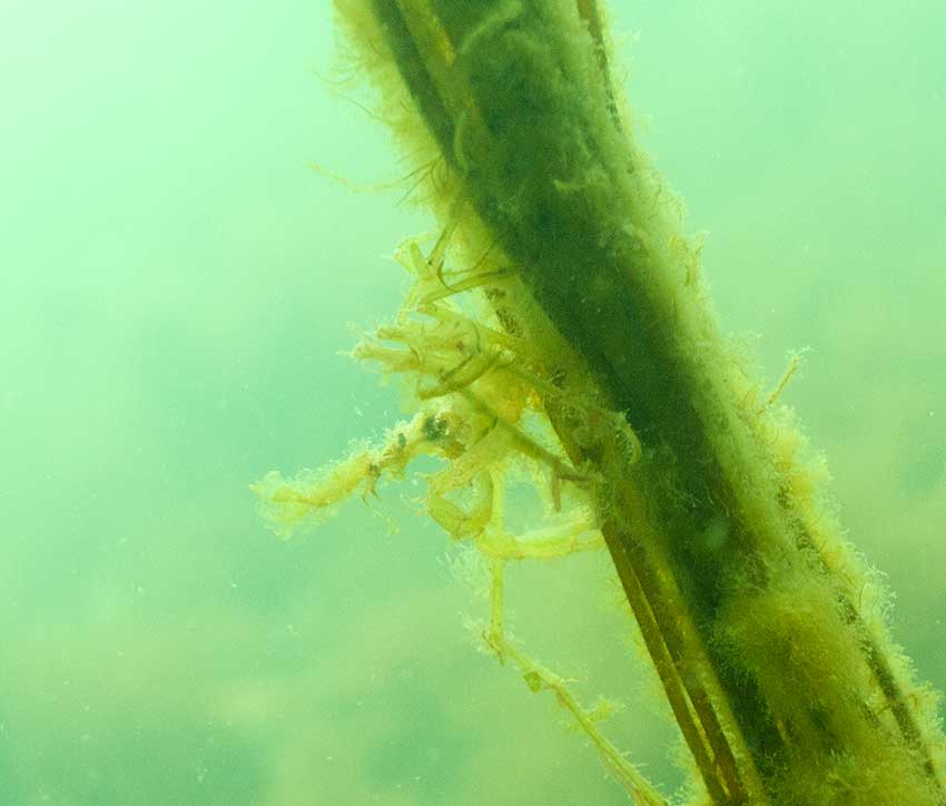 Spider crab, Macropoda_tenuirostrata tenuirostrata on Mermaids tresses, Chorda filum