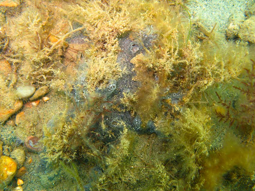 Elephant ear sponge, Pachymatisma johnstonia