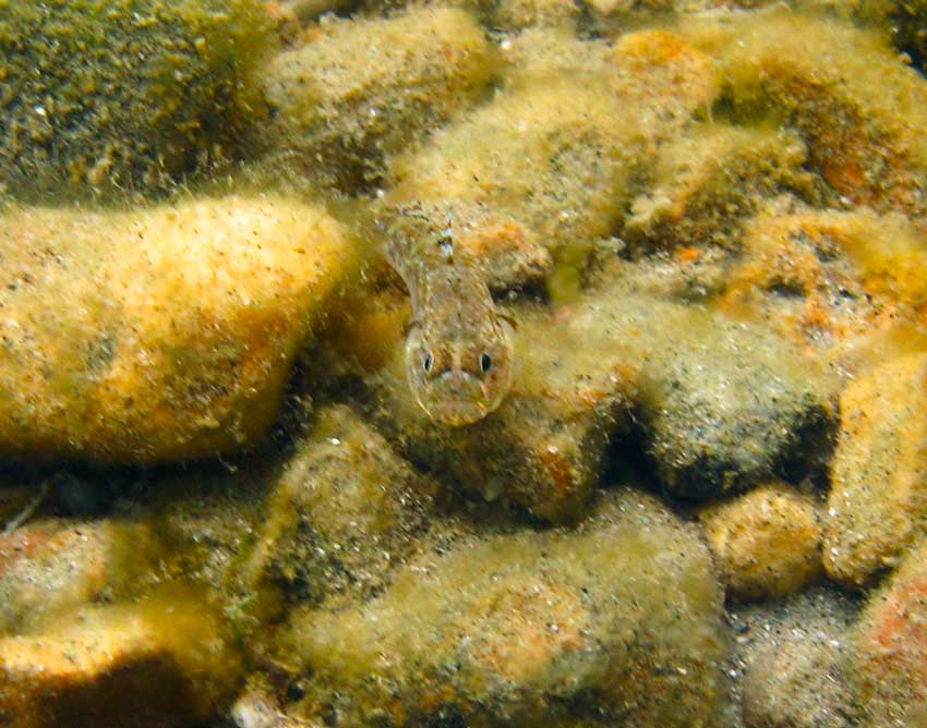 Painted goby, Pomatoschistus pictus