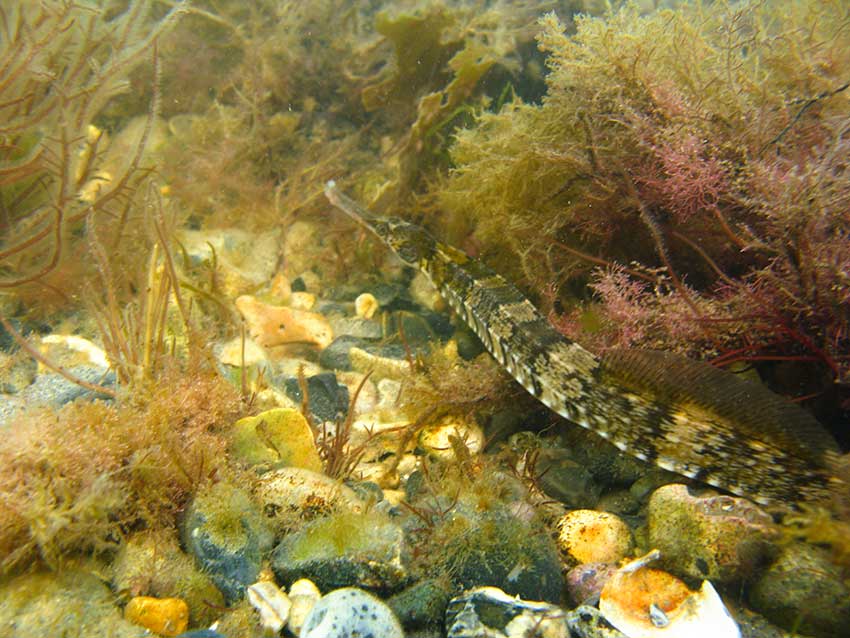 Greater Pipefish, Syngnathus acus