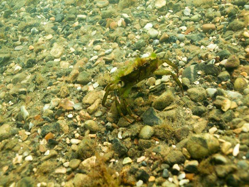 Shore crab, Carcinus maenas