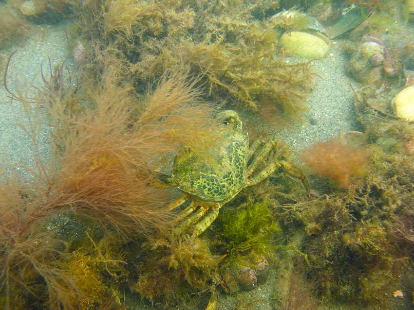 Shore crab, Carcinus maenas