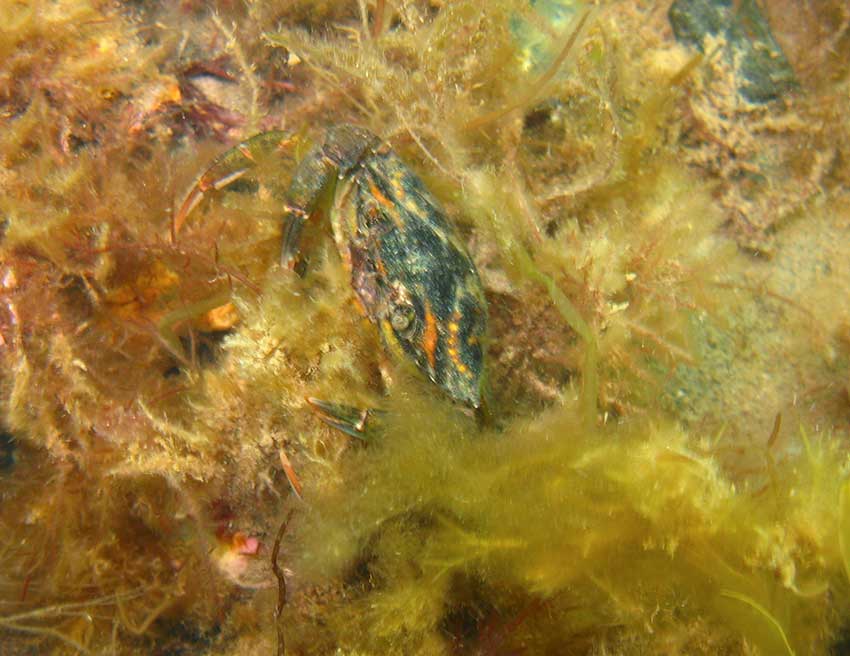 Shore crab, Carcinus maenas