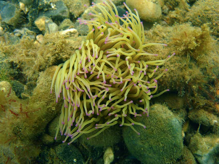 Snakelocks anemones, Anemonia viridis