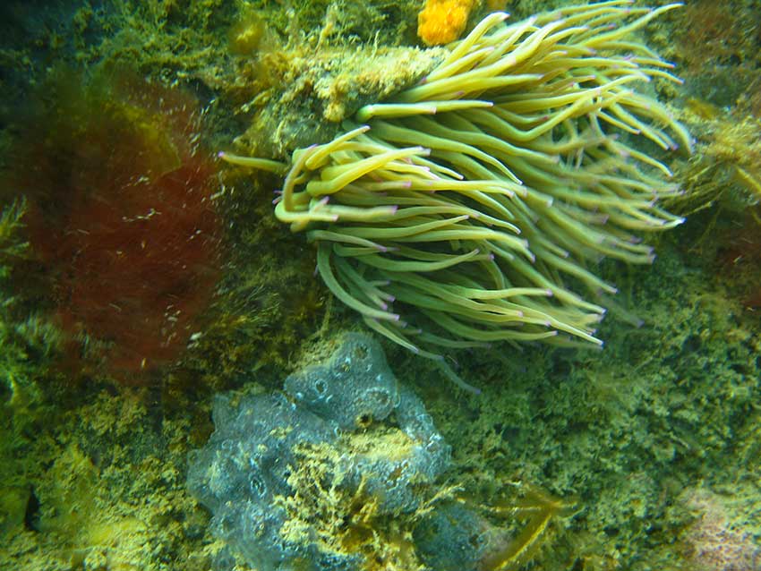 Snakelocks anemones, Anemonia viridis, and seasquirt, Botryllus schlosseri