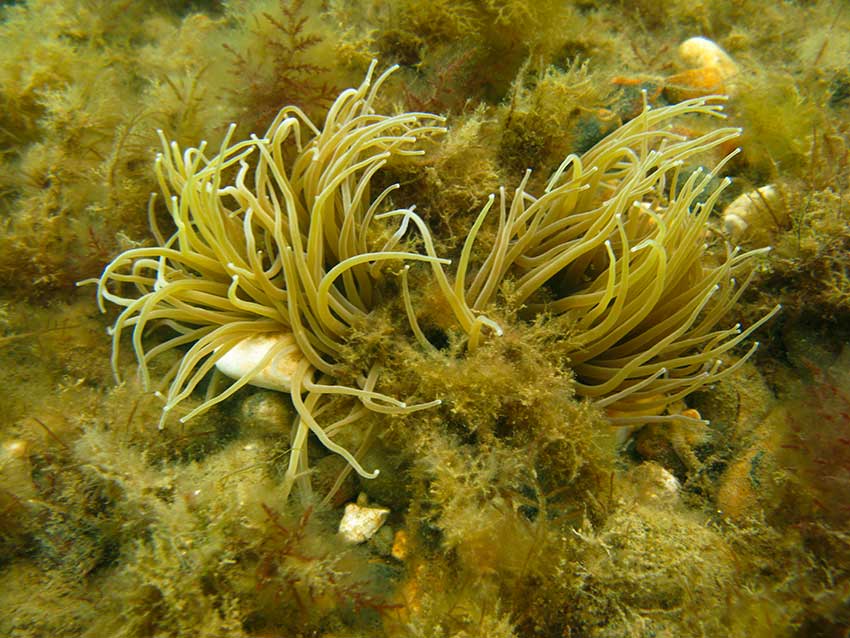 Snakelocks anemones, Anemonia viridis