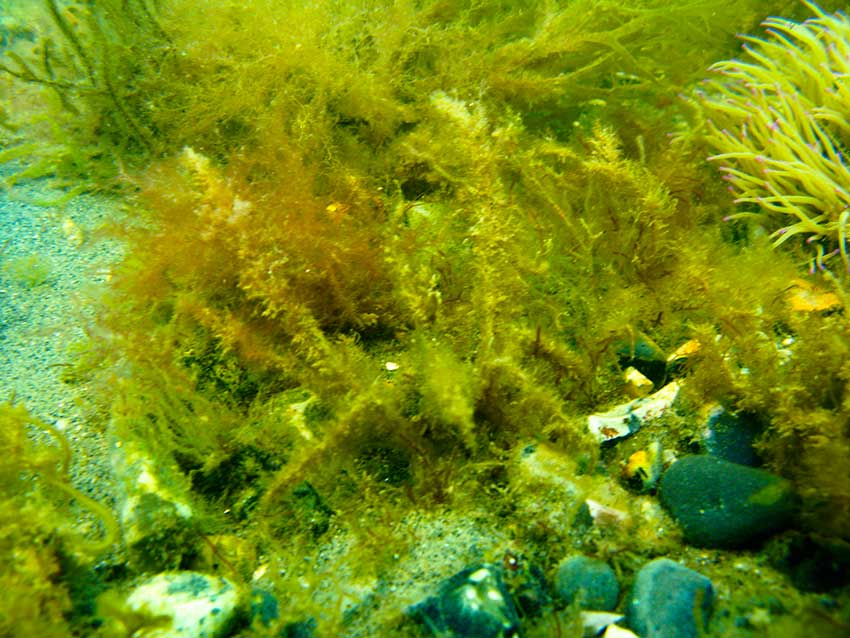 Spider crab, Macropodia tenuirostratis