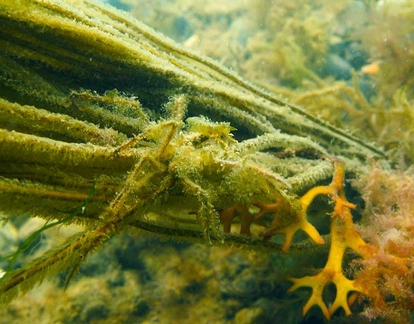 Spider crab, Macropodia tenuirostratis on Chorda filum