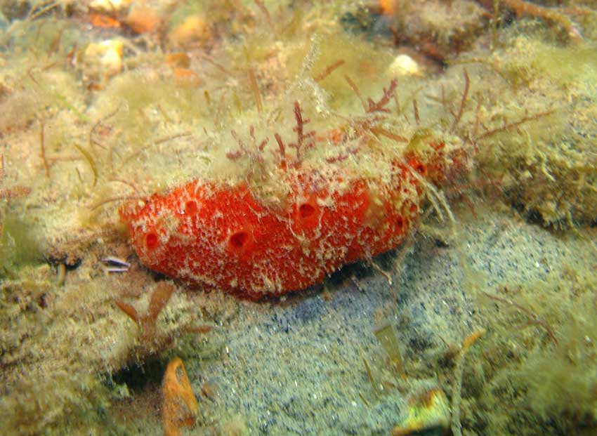 Red sponge