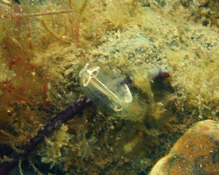Lightbulb sea squirt, Clavelina lepadiformis