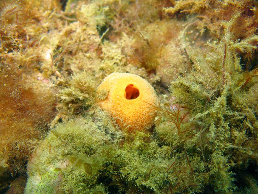 Sponge, Suberites ficus