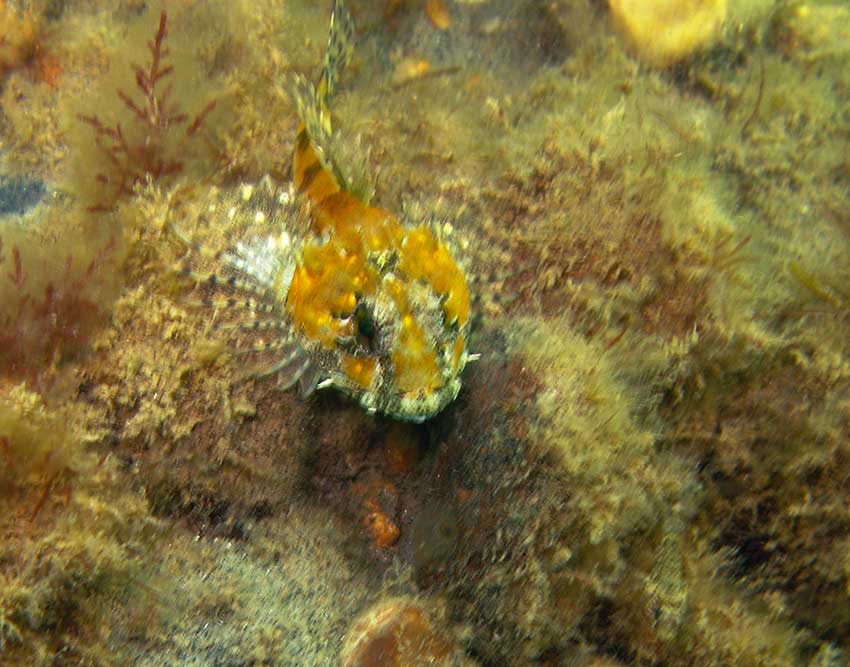 Sea scorpion Taurulus bubalis