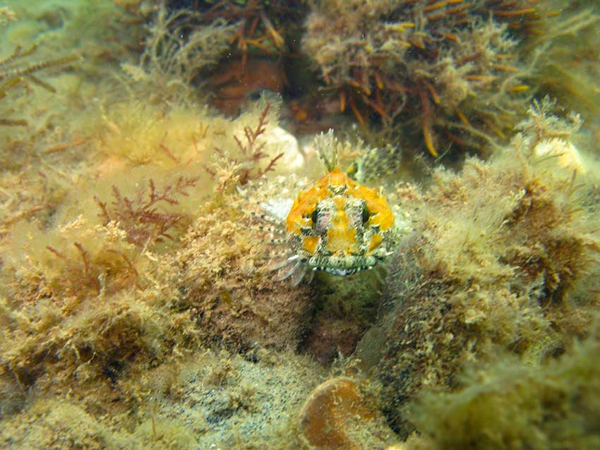 Sea scorpion Taurulus bubalis