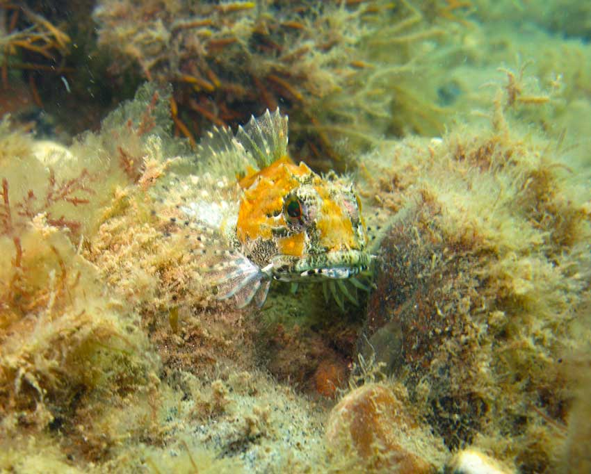 Sea scorpion Taurulus bubalis
