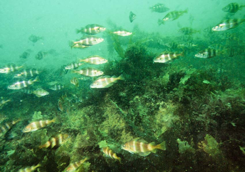 Shoal of Bib, Trisopterus luscus.