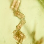 Diatoms