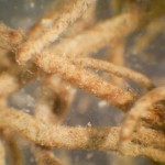 Filamentous algae