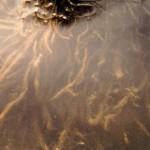 Large filamentous algae and diatoms.