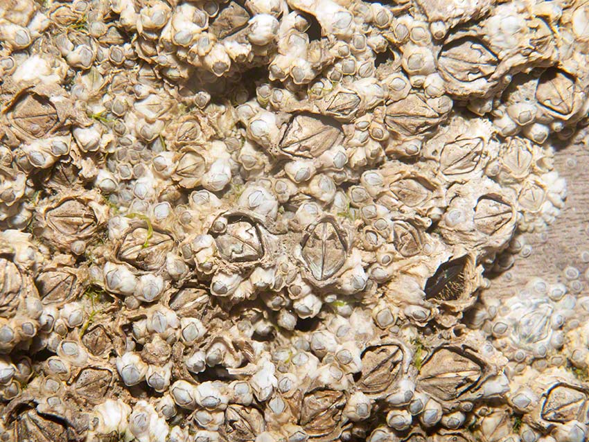 Littlehampton: barnacles: Chthalamus modestus, Semibalanus balanoides; 2014