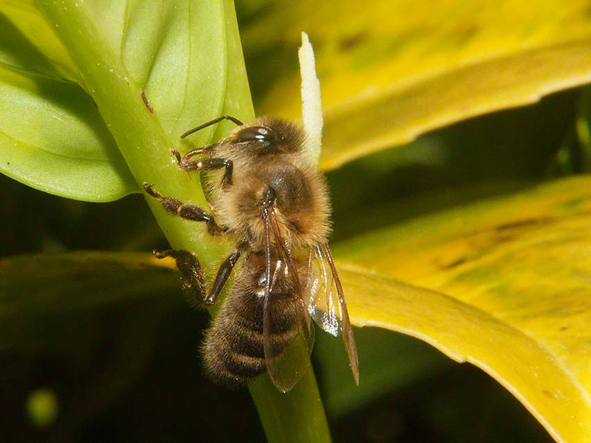 Honey bee feeding at laurel extra-floral nectary