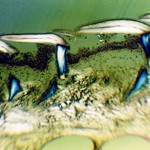 Cat Shark, Scyliorhinus caniculus,  Head Scales in section 1