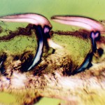 Cat Shark, Scyliorhinus caniculus,  Head Scales in section 3