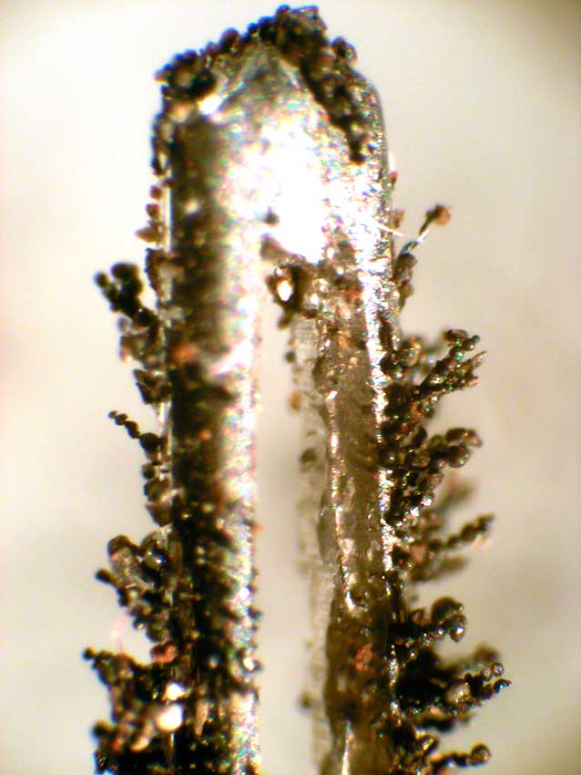 Micrometeorites on eye of magnetised eye of a small needle. Mean size is 50µm.