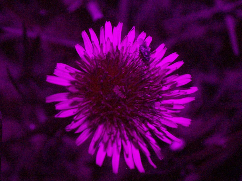 UV reflecting Dandelion