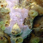 web_purple_sponge