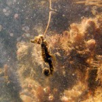 web_seahorse2