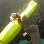 web_seahorse_on_divetorch