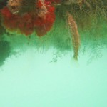 web_wrasse_underpontoon