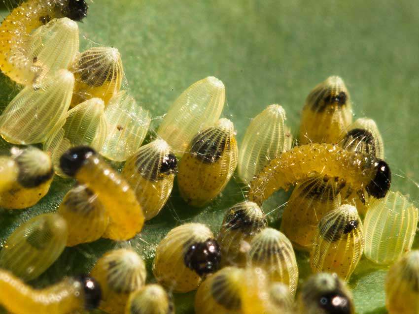 Large White, Peiris brassicae caterpillars hatching 5