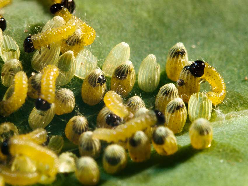 Large White, Peiris brassicae caterpillars hatching 6