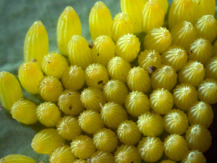 Large White, Peiris brassicae eggs 1