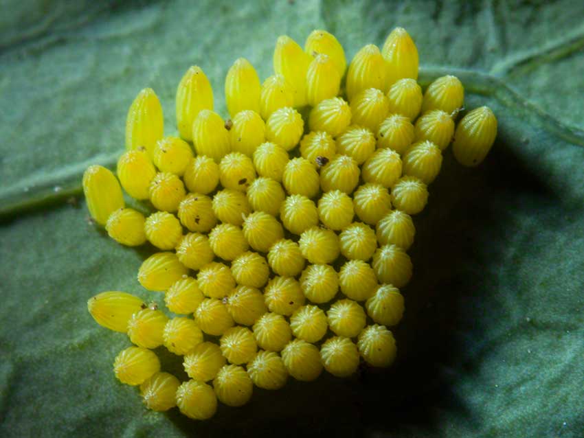 Large White, Peiris brassicae eggs 2