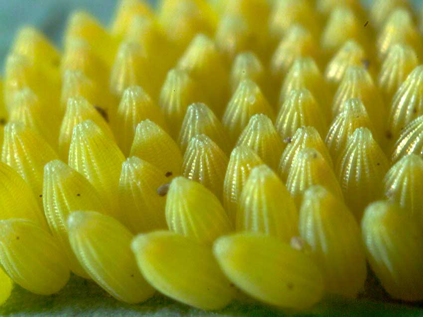 Large White, Peiris brassicae eggs 3