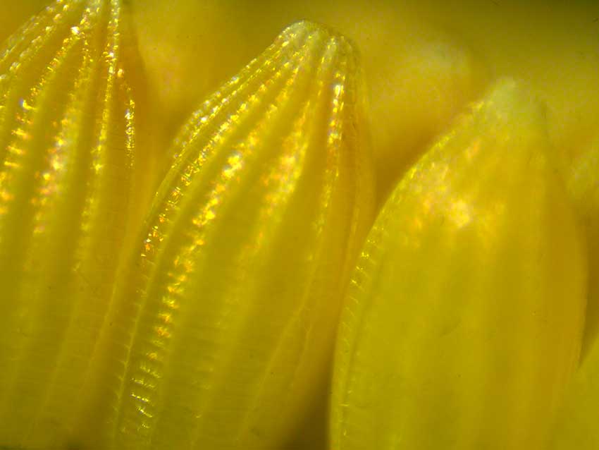 Large White, Peiris brassicae eggs 5