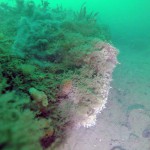 Waldrons Reef