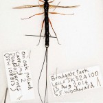 Entire view of ichneumon