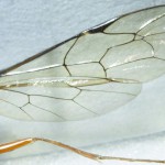 Details of ichneumon wing