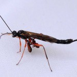 Ichneumon with phoretic pseudoscorpions