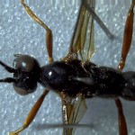 Dorsal view of ichneumon