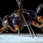 Lateral view of ichneumon