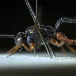 Lateral view of ichneumon