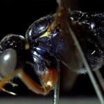 Lateral view of ichneumon